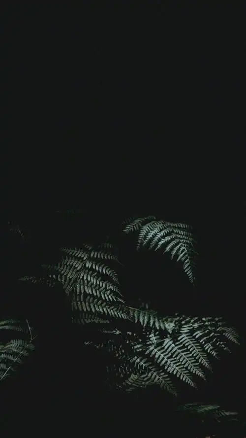 小森林 晚上也不伤眼的壁纸