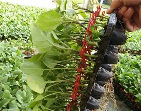 广东嫁接茄子苗