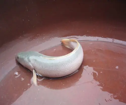 这是什么鱼,求知道