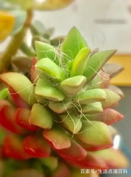 马齿苋科的多肉植物吹雪之松锦,被很多人称为回欢草