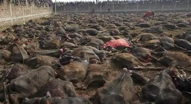 印度奇葩女神节拿活物祭祀数百具尸体尸横遍野天朝吃货浪费