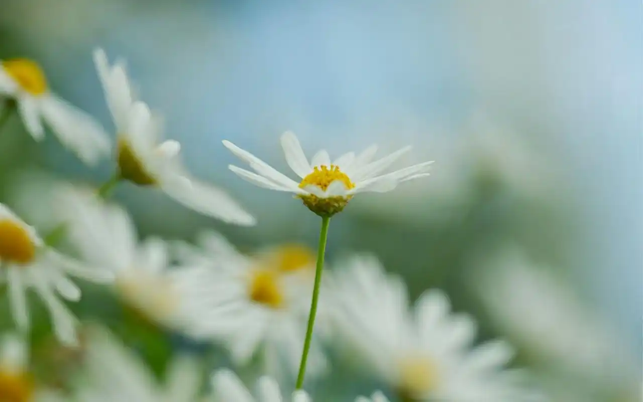 唯美意境非主流纯白小雏菊清新淡雅桌面壁纸(一)