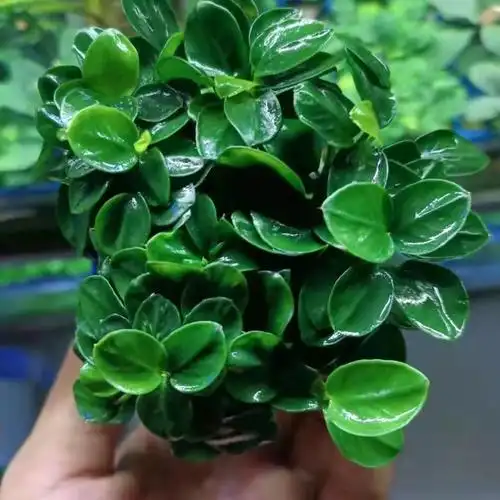 日本小榕迷你水草活体植物鱼缸造景真水草阴性水榕新手入门水草黄金榕