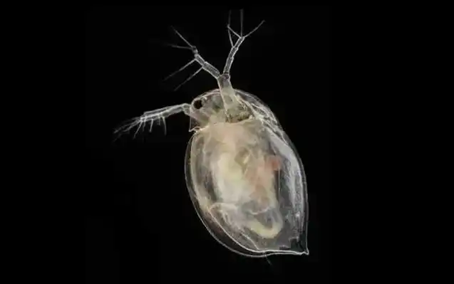 水蚤是什么动物