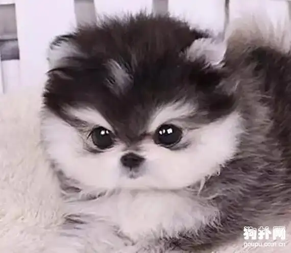 茶杯犬才是真的萌