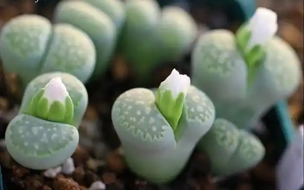 肉肉植物特写图片可爱壁纸桌面壁纸1