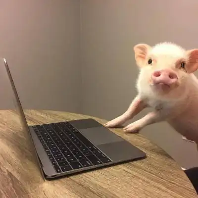 小猪猪头像高清