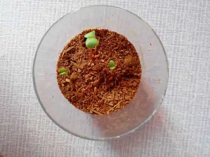 我的蔷薇花发芽了