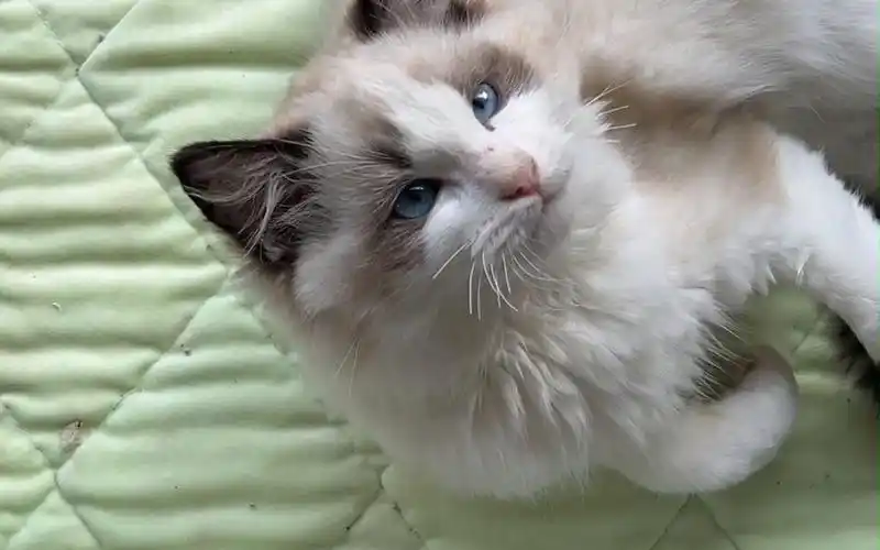 帮粉丝淘一只正开脸的大布偶猫