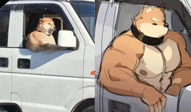 最近肌肉反差萌火了继柴犬后又一萌物大展麒麟臂