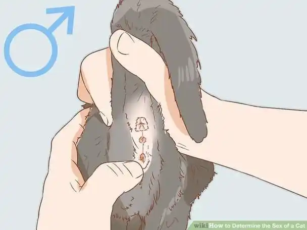 猫多大可以看出公母?教你一眼辨别幼猫性别