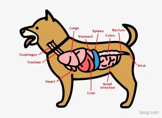 卡通小狗器官png素材透明免抠图片动植人物