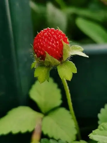 手机摄影蛇莓别名蛇泡草龙吐珠蔷薇科多野生于山坡草地上路旁沟边或