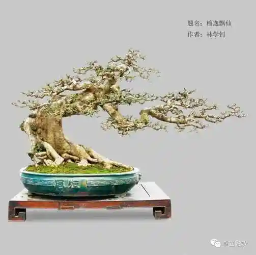 第十届全国盆景展金奖作品欣赏