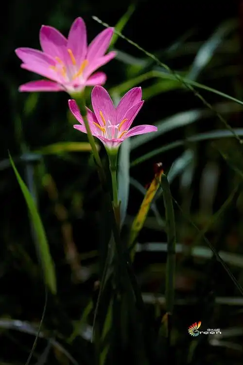 【原创摄影】韭兰(风雨花)