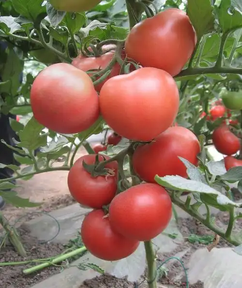 供应京选八号—番茄种子 – 产品展示 - 北京北农鑫润农业科技发展