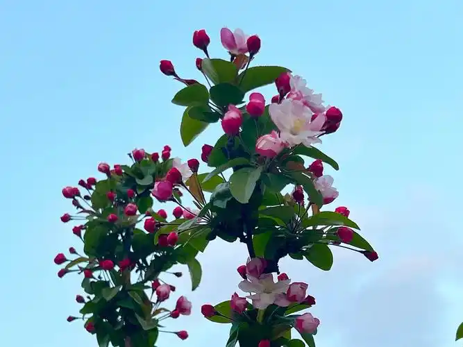 人间四月尽芳菲,繁花似锦芳草茵茵,花香四溢沁人心脾