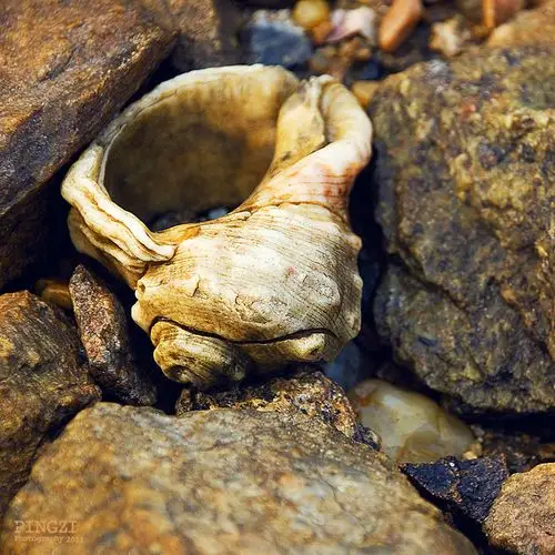 15.巨大的海螺,已经在石头间沉睡多时