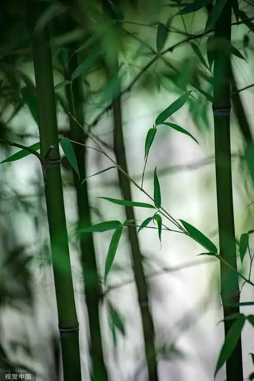 近日,临沂的竹林郁郁葱葱,生长繁茂.