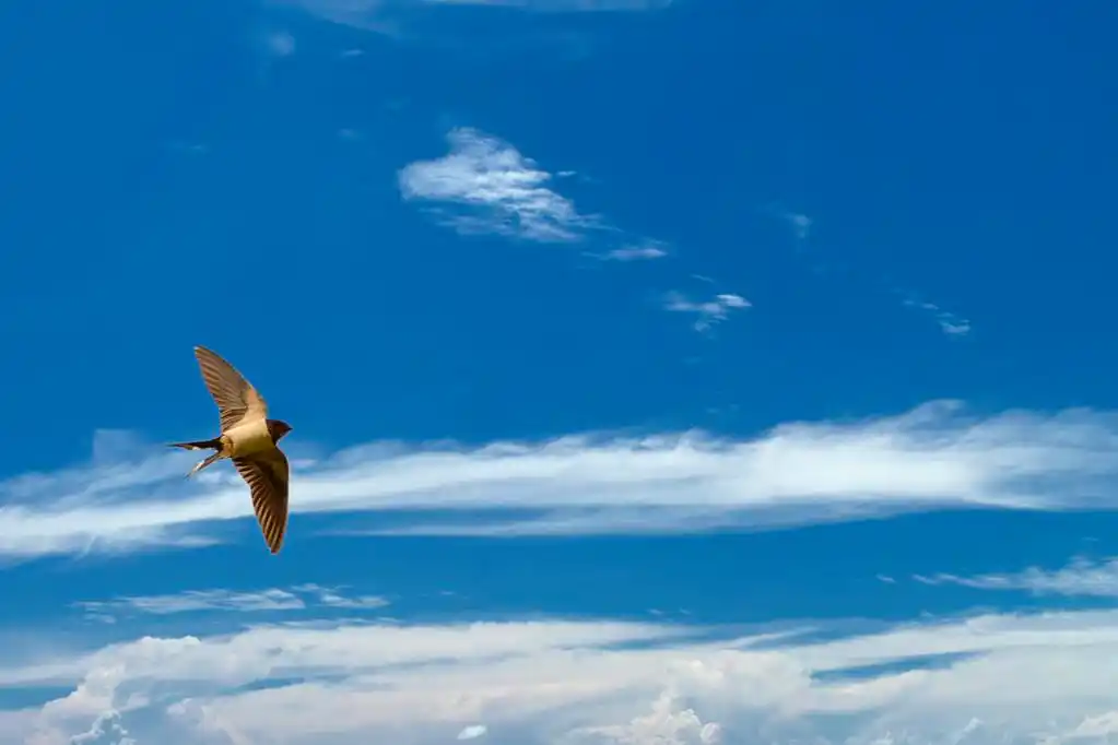 燕子 swift 上深蓝色多云的天空