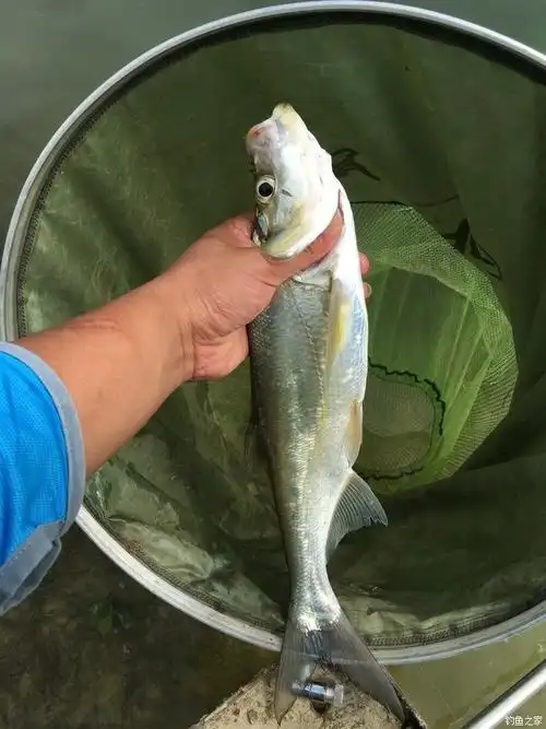 万峰钓小姨 化氏饵料钓翘嘴