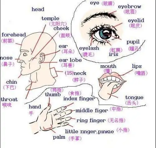 了解人的身体部分,识记英语词汇表达