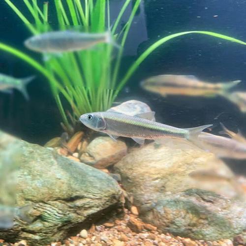 鱼溪流缸好养耐活观赏鱼淡水鱼活体 马口4-6cm5条包活送1备损公母随