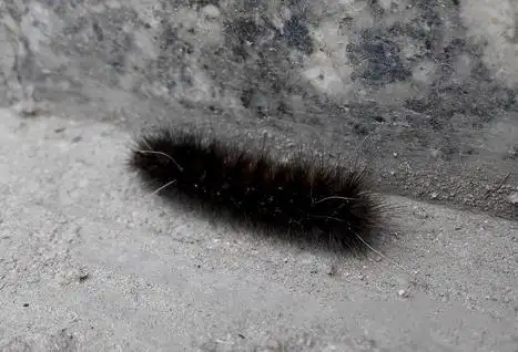 梦见黑色毛毛虫
