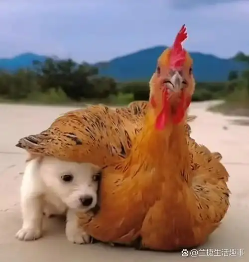 小奶狗跟鸡妈妈说狗妈妈死了,自己孤苦伶仃的,鸡妈妈也跟小狗说我的鸡