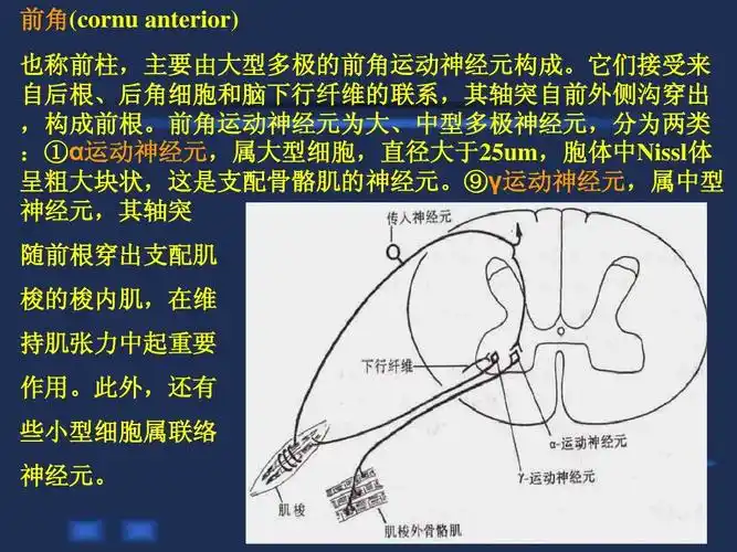 脊髓神经解剖ppt