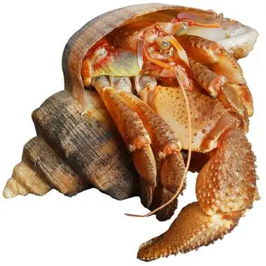 大连虾怪寄居蟹海鲜特产带壳新鲜活鲜5头特大海怪500g拍3斤包邮 优惠