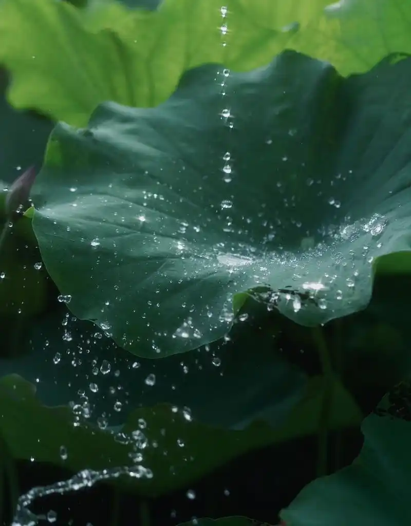 分享无水印氛围感荷叶背景图,想起了大珠小珠落玉盘,喜欢可以存高清