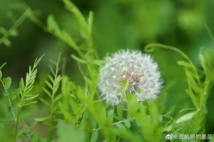 微距镜头没有了,用长焦拍一下蒲公英_高清图集_新浪网