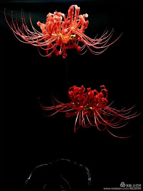 早注定红尘苦恋 纵化作春泥心依然绚烂 彼岸花开一千年相看两不厌