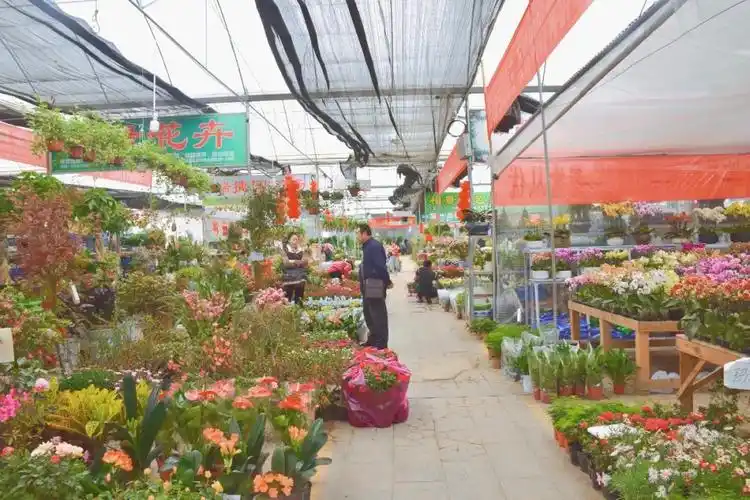 买花不要只晓得三圣乡了新都家门口这个超大的花卉批发市场它不香吗