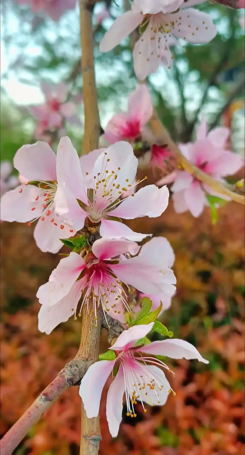暖暖的春风迎面吹桃花朵朵开 - 抖音