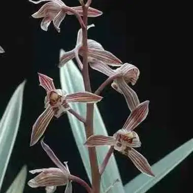 墨兰～大勋～4苗4花苞 - 中国兰花交易网