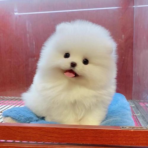 00折后价￥10纯种新款犬幼犬活体长不大茶杯犬白色博美俊介小型犬家养