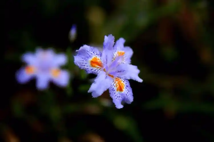 它的花语是爱的使者是法国的国花但在无锡就有很多你见过吗
