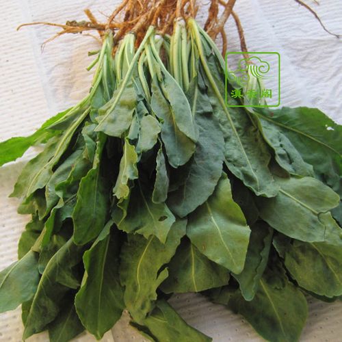 1kg顺丰包邮时令云南特产野菜新鲜板蓝根大青叶农家蔬菜餐厅酒店