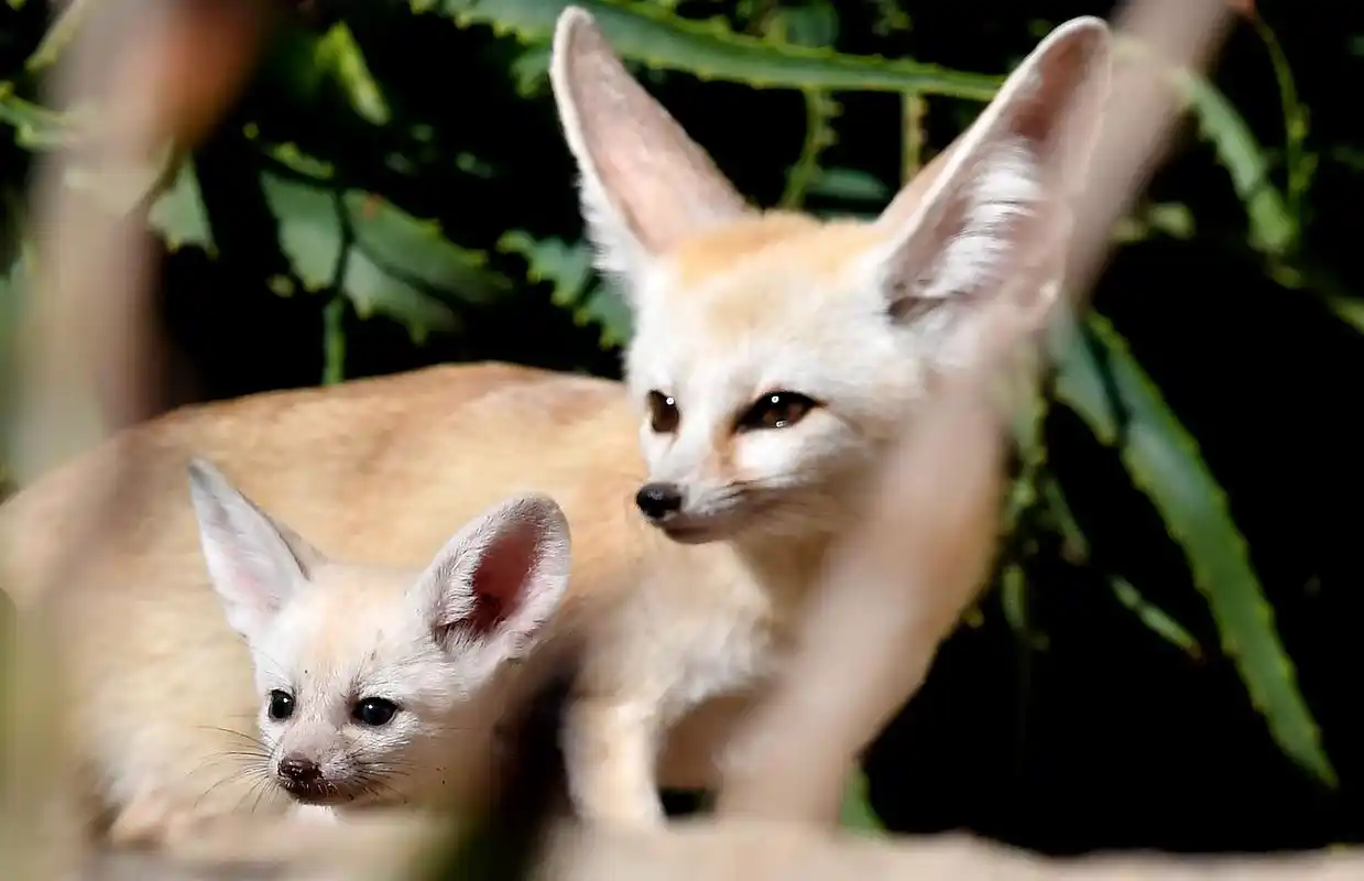 可爱的耳廓狐(5)