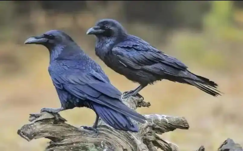 听到乌鸦叫了三声意味着什么(听到乌鸦叫预示什么事)