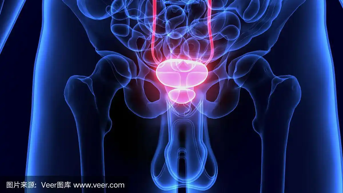人体器官解剖(膀胱)三维示意图