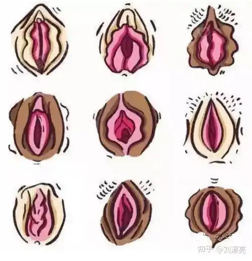 女生下体有突出的肉是什么? - 知乎