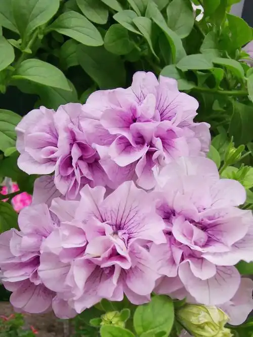 矮千牛重瓣冰淡紫