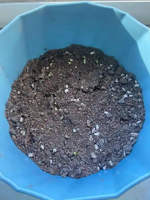 第一次种的乒乓菊终于发芽了