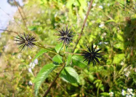 鬼针草提取物三颗针提取物包邮