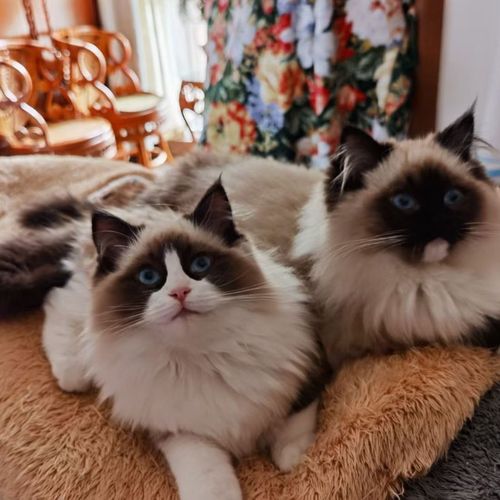 英短纯种宠物猫咪蓝猫蓝白银渐层金渐层可爱矮脚猫活的便宜幼猫