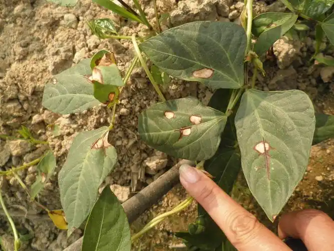 豆角百草枯药害分享一下