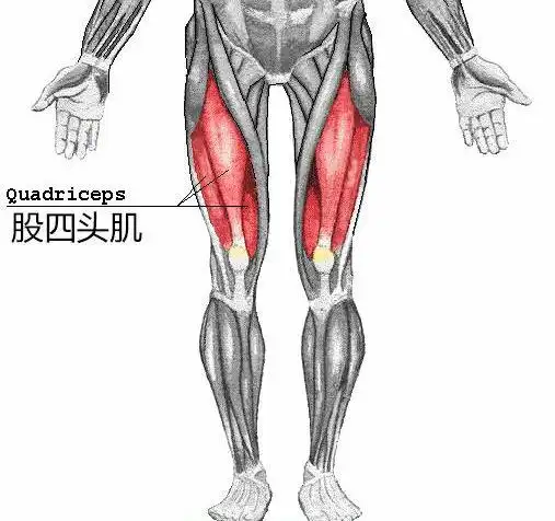 直肌起自髂前下棘;股中肌起自股骨体前面;股外侧肌起自股骨粗线外侧唇